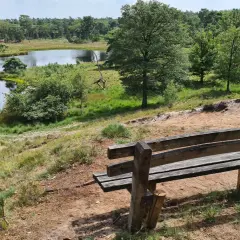 Holzbank mit Blick auf einen Teich im Nationalpark Maasduinen. Grüne Bäume und Sandhügel prägen die Landschaft.