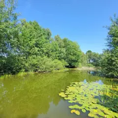 Ein idyllischer Lüneburger Heide See, umgeben von üppigem Grün. Seerosen schmücken die Wasseroberfläche.