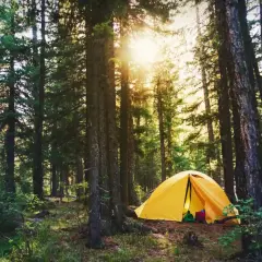 Gelbes Zelt im Wald, Sonne scheint durch Bäume. Hier im Naturschutzgebiet ist Campen erlaubt.