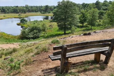 Holzbank mit Blick auf einen Teich im Nationalpark Maasduinen. Grüne Bäume und Sandhügel prägen die Landschaft.