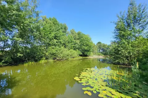 Ein idyllischer Lüneburger Heide See, umgeben von üppigem Grün. Seerosen schmücken die Wasseroberfläche.