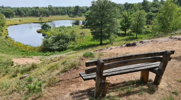 Holzbank mit Blick auf einen Teich im Nationalpark Maasduinen. Grüne Bäume und Sandhügel prägen die Landschaft.