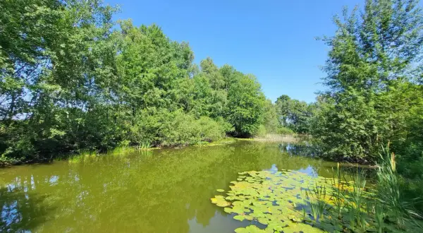 Ein idyllischer Lüneburger Heide See, umgeben von üppigem Grün. Seerosen schmücken die Wasseroberfläche.