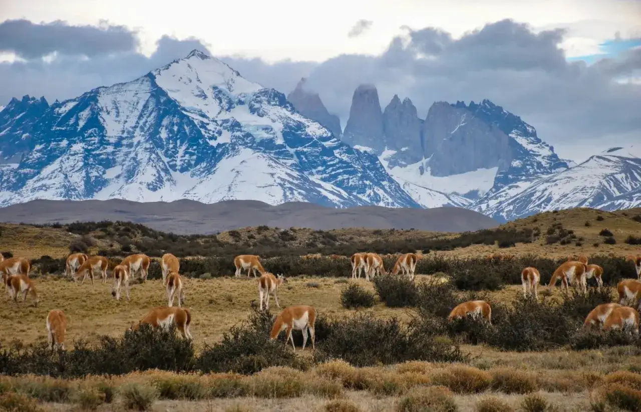 Guanakos grasen vor schneebedeckten Gipfeln des Torres del Paine W Trek.