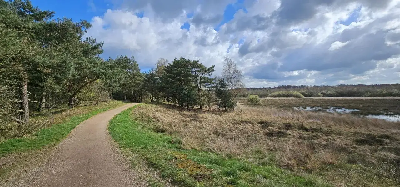 Ein Weg schl&auml;ngelt sich durch den Nationalpark Maasduinen mit Kiefern und Heide. Im Hintergrund erstreckt sich eine Moorlandschaft unter einem dramatischen Himmel.