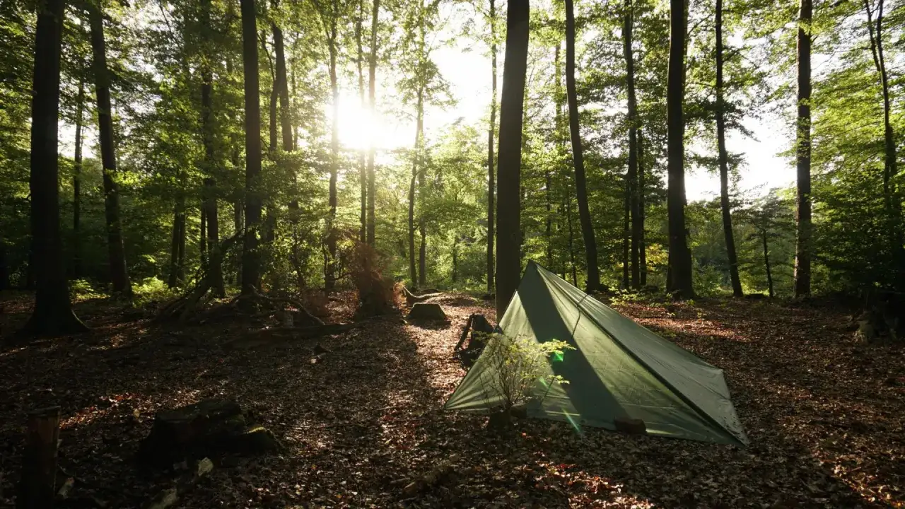 Ein grünes Zelt im Wald. Die Sonne scheint durch die Bäume. Warum ist wildcampen verboten? Wegen möglicher Waldbrände und Störung der Natur.