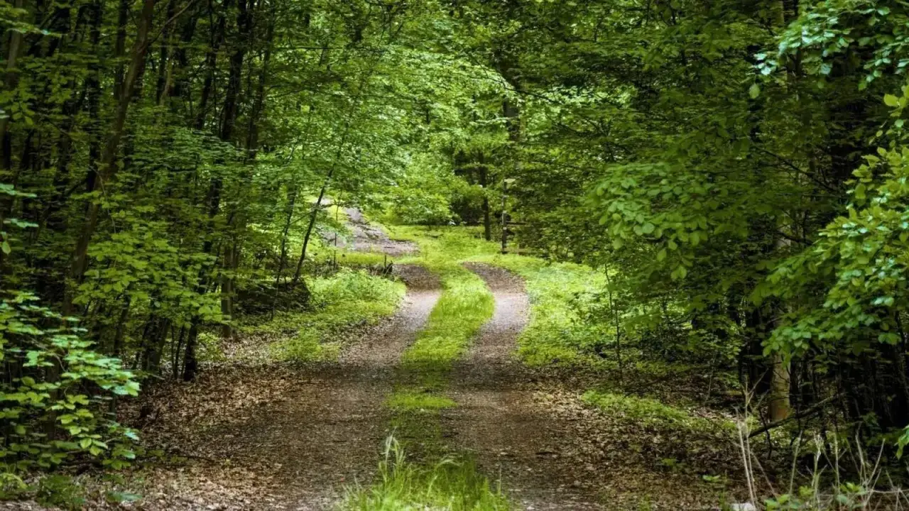 Ein Weg durch einen grünen Wald, ideal für eine 3 Tage Wanderung Deutschland.