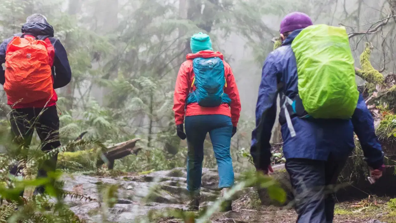 Drei Wanderer mit bunten Rucksäcken im Nebelwald. Die Kleidung, wie Softshell, ist für das feuchte Wetter geeignet.